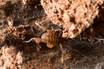 Media type: image;   Invertebrate Zoology 151595